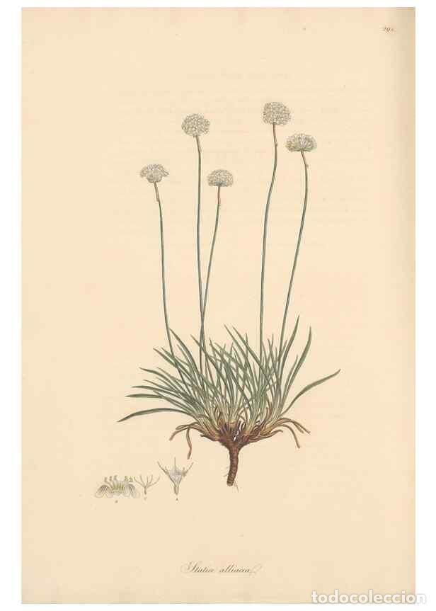 Sammeln von Zeitschriften und Zeitungen: Reproducci&oacute;n/Reproduction 49557455162: Flora Graeca, sive, Plantarum rariorum historia, quas in prov