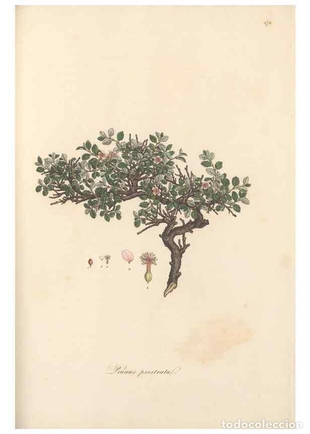 Sammeln von Zeitschriften und Zeitungen: Reproducci&oacute;n/Reproduction 49557578906: Flora Graeca, sive, Plantarum rariorum historia, quas in prov