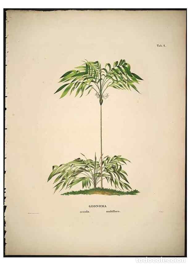 Sammeln von Zeitschriften und Zeitungen: Reproducci&oacute;n/Reproduction 49784961653: Historia naturalis palmarum. Lipsiae: T.O. Weigel, [1823-50].