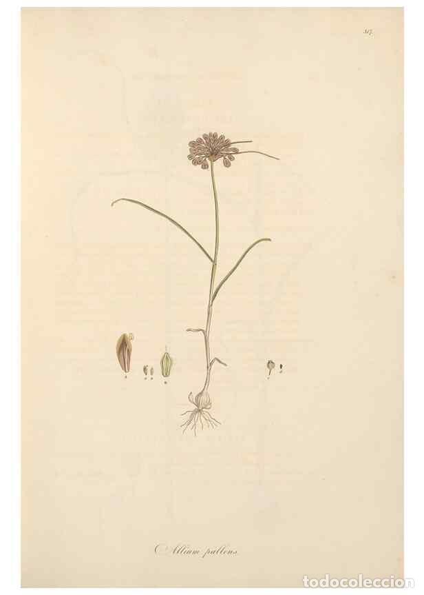 Sammeln von Zeitschriften und Zeitungen: Reproducci&oacute;n/Reproduction 49557367101: Flora Graeca, sive, Plantarum rariorum historia, quas in prov