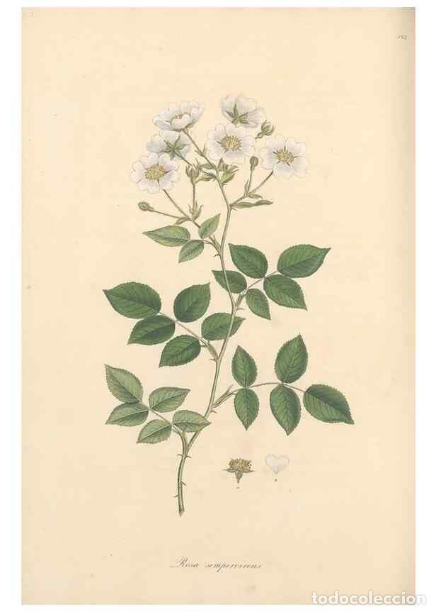 Sammeln von Zeitschriften und Zeitungen: Reproducci&oacute;n/Reproduction 49557815142: Flora Graeca, sive, Plantarum rariorum historia, quas in prov