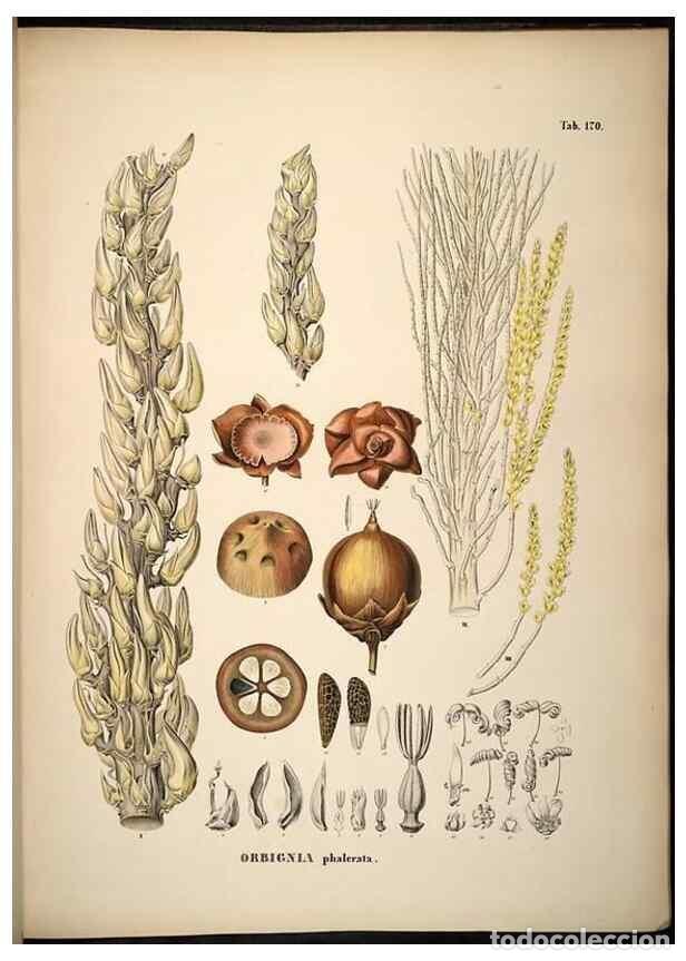 Sammeln von Zeitschriften und Zeitungen: Reproducci&oacute;n/Reproduction 49785073296: Historia naturalis palmarum. Lipsiae: T.O. Weigel, [1823-50].