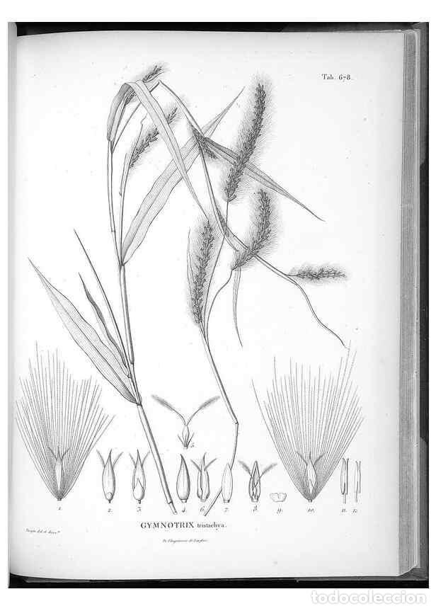 Sammeln von Zeitschriften und Zeitungen: Reproducci&oacute;n/Reproduction 49556689561: Nova genera et species plantarum :. Antverpiae :Ex officina C