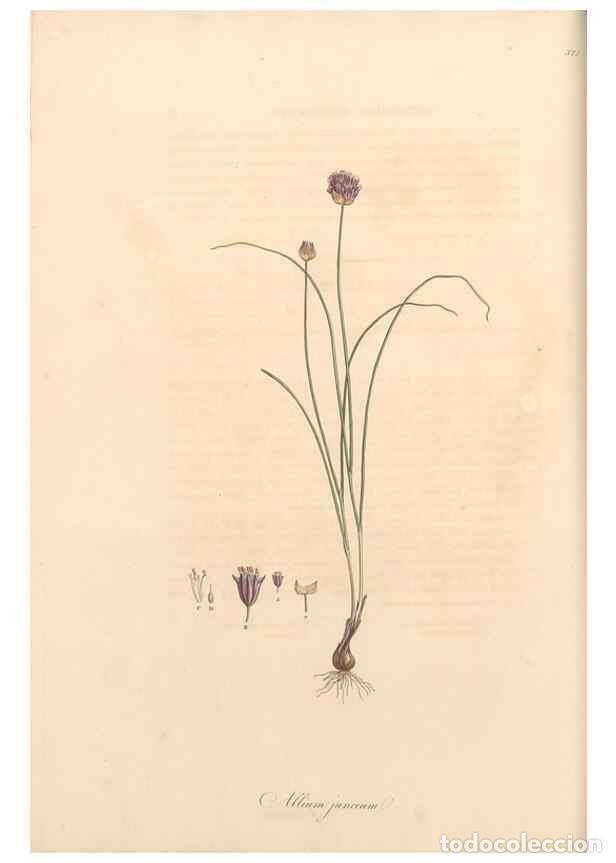 Sammeln von Zeitschriften und Zeitungen: Reproducci&oacute;n/Reproduction 49556870148: Flora Graeca, sive, Plantarum rariorum historia, quas in prov