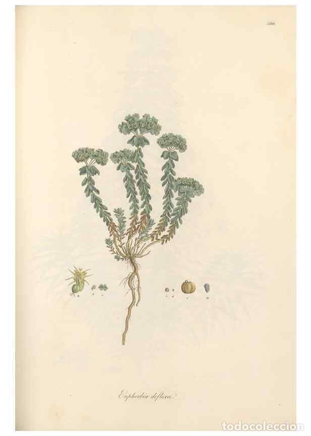 Sammeln von Zeitschriften und Zeitungen: Reproducci&oacute;n/Reproduction 49557076463: Flora Graeca, sive, Plantarum rariorum historia, quas in prov