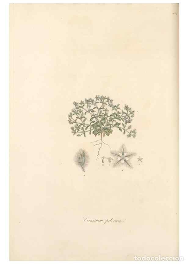 Sammeln von Zeitschriften und Zeitungen: Reproducci&oacute;n/Reproduction 49557569831: Flora Graeca, sive, Plantarum rariorum historia, quas in prov