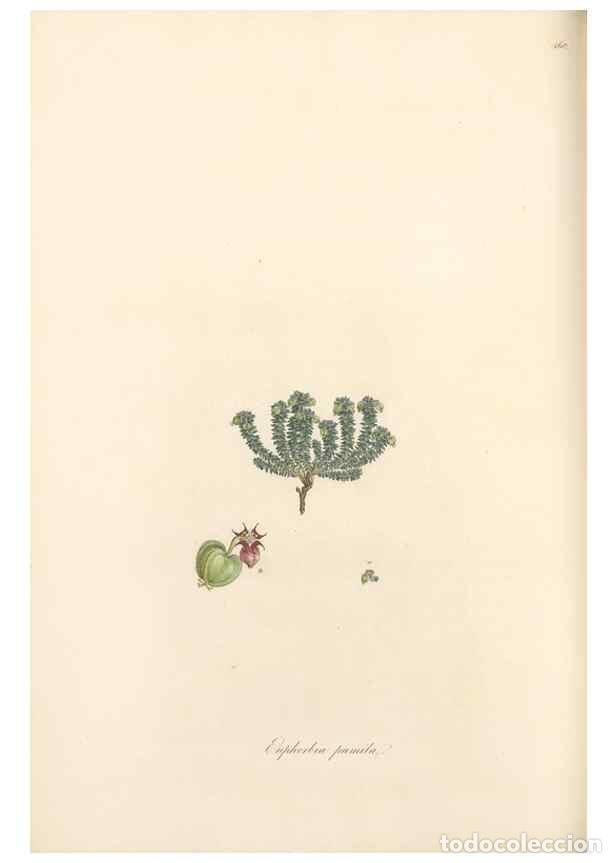 Sammeln von Zeitschriften und Zeitungen: Reproducci&oacute;n/Reproduction 49557806277: Flora Graeca, sive, Plantarum rariorum historia, quas in prov