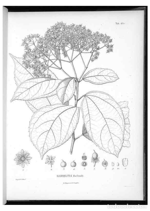 Sammeln von Zeitschriften und Zeitungen: Reproducci&oacute;n/Reproduction 49556185123: Nova genera et species plantarum :. Antverpiae :Ex officina C