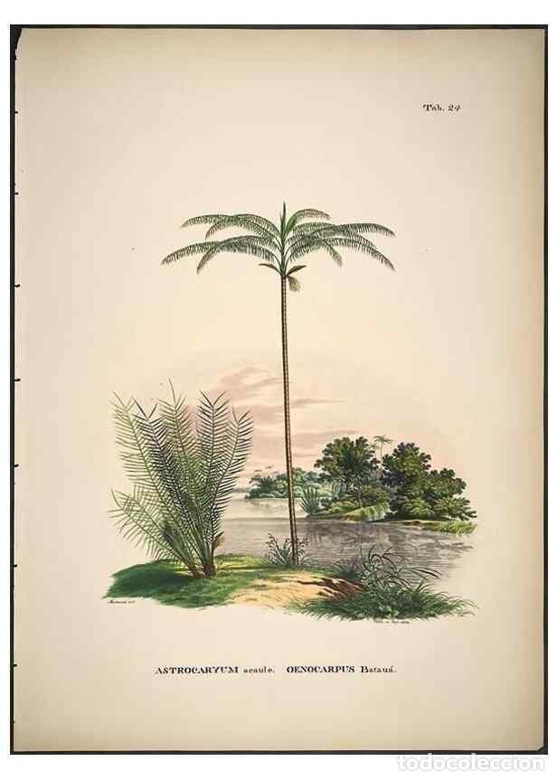 Sammeln von Zeitschriften und Zeitungen: Reproducci&oacute;n/Reproduction 49785105958: Historia naturalis palmarum. Lipsiae: T.O. Weigel, [1823-50].