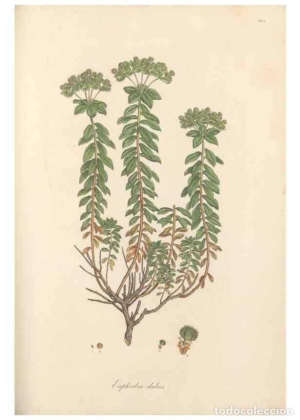 Collection Magazines and Newspapers: Reproducci&oacute;n/Reproduction 49557573216: Flora Graeca, sive, Plantarum rariorum historia, quas in prov