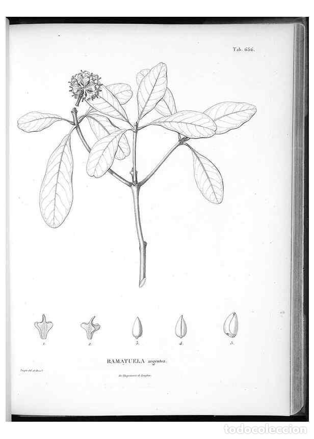Collection Magazines and Newspapers: Reproducci&oacute;n/Reproduction 49556920442: Nova genera et species plantarum :. Antverpiae :Ex officina C