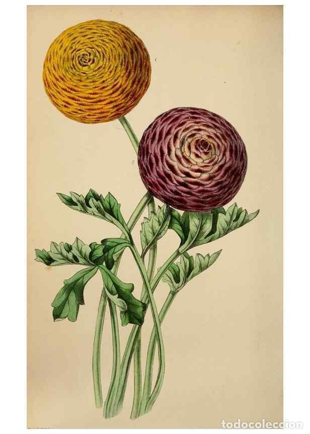 Collection Magazines and Newspapers: Reproducci&oacute;n/Reproduction 49784179528: The florist, fruitist, and garden miscellany.. London :Chapma