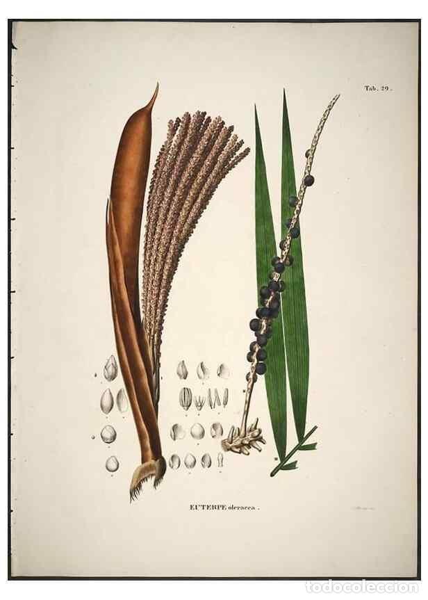 Collection Magazines and Newspapers: Reproducci&oacute;n/Reproduction 49785965327: Historia naturalis palmarum. Lipsiae: T.O. Weigel, [1823-50].