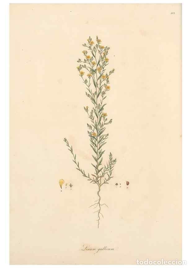 Collection Magazines and Newspapers: Reproducci&oacute;n/Reproduction 49557363041: Flora Graeca, sive, Plantarum rariorum historia, quas in prov