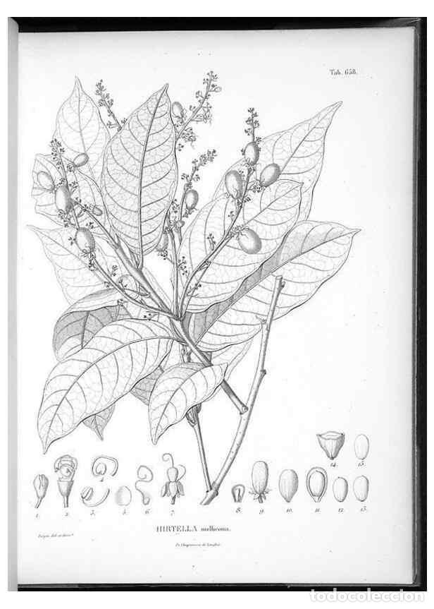 Sammeln von Zeitschriften und Zeitungen: Reproducci&oacute;n/Reproduction 49556173553: Nova genera et species plantarum :. Antverpiae :Ex officina C