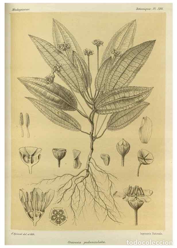 Sammeln von Zeitschriften und Zeitungen: Reproducci&oacute;n/Reproduction 49786388292: Histoire physique, naturelle, et politique de Madagascar. Par