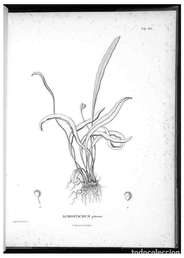 Sammeln von Zeitschriften und Zeitungen: Reproducci&oacute;n/Reproduction 49556908812: Nova genera et species plantarum :. Antverpiae :Ex officina C