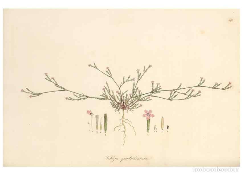 Collezionismo di Riviste e Giornali: Reproducci&oacute;n/Reproduction 49557628272: Flora Graeca, sive, Plantarum rariorum historia, quas in prov