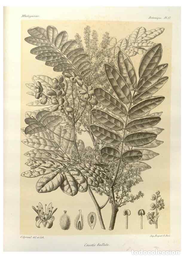 Collezionismo di Riviste e Giornali: Reproducci&oacute;n/Reproduction 49785295663: Histoire physique, naturelle, et politique de Madagascar. Par