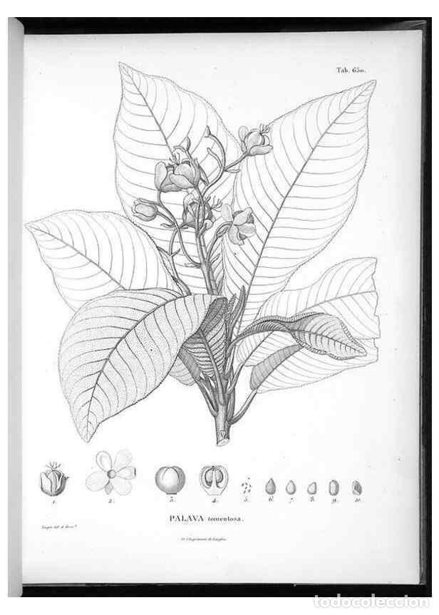 Collezionismo di Riviste e Giornali: Reproducci&oacute;n/Reproduction 49556172193: Nova genera et species plantarum :. Antverpiae :Ex officina C