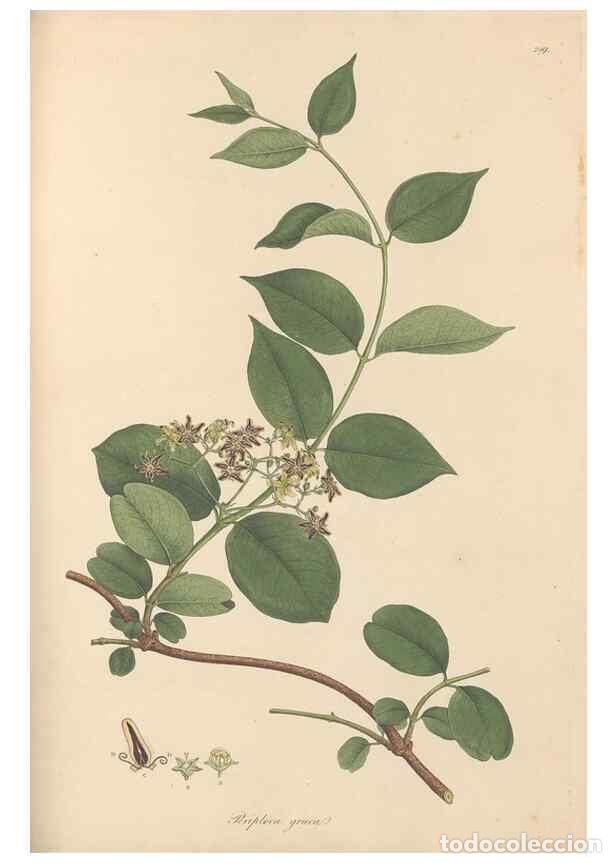 Collezionismo di Riviste e Giornali: Reproducci&oacute;n/Reproduction 49557205716: Flora Graeca, sive, Plantarum rariorum historia, quas in prov
