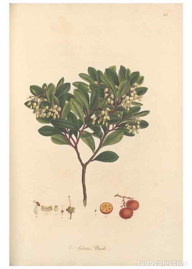 Collezionismo di Riviste e Giornali: Reproducci&oacute;n/Reproduction 49556887408: Flora Graeca, sive, Plantarum rariorum historia, quas in prov