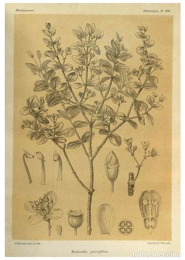 Collezionismo di Riviste e Giornali: Reproducci&oacute;n/Reproduction 49786072311: Histoire physique, naturelle, et politique de Madagascar. Par