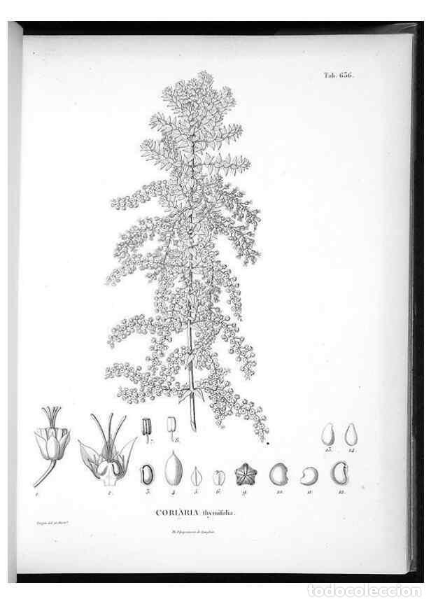 Collezionismo di Riviste e Giornali: Reproducci&oacute;n/Reproduction 49556666421: Nova genera et species plantarum :. Antverpiae :Ex officina C