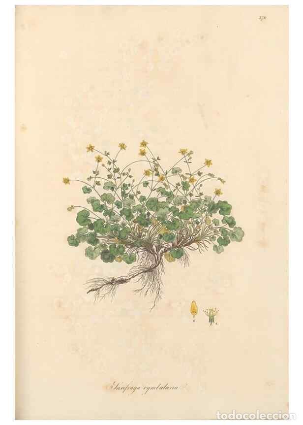 Collezionismo di Riviste e Giornali: Reproducci&oacute;n/Reproduction 49557388026: Flora Graeca, sive, Plantarum rariorum historia, quas in prov