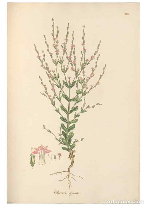 Collezionismo di Riviste e Giornali: Reproducci&oacute;n/Reproduction 49557435727: Flora Graeca, sive, Plantarum rariorum historia, quas in prov