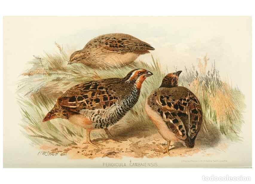 Collezionismo di Riviste e Giornali: Reproducci&oacute;n/Reproduction 49785738986: Indian sporting birds /. London :Francis Edwards,1915.. - Fin