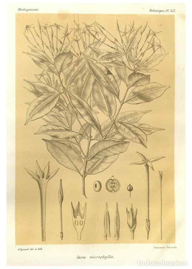 Collezionismo di Riviste e Giornali: Reproducci&oacute;n/Reproduction 49785565983: Histoire physique, naturelle, et politique de Madagascar. Par