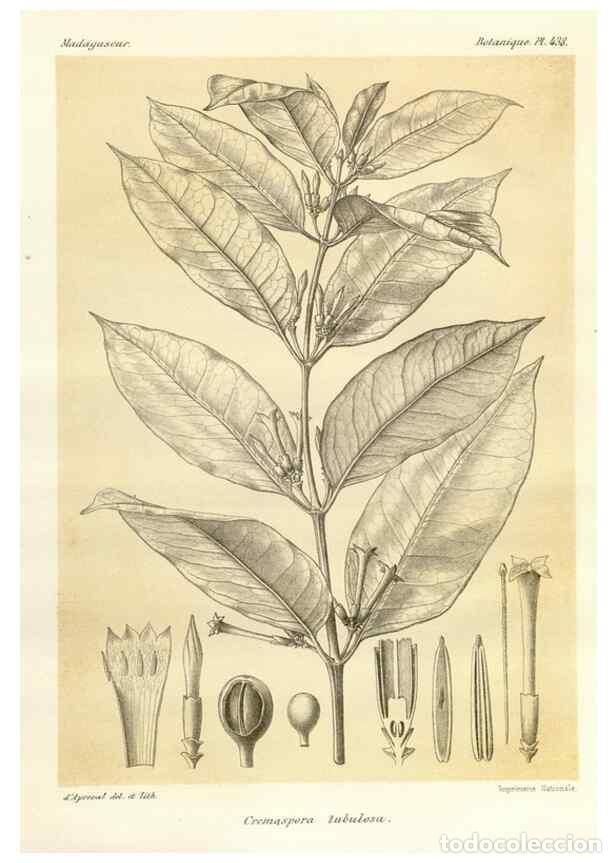 Collezionismo di Riviste e Giornali: Reproducci&oacute;n/Reproduction 49786431252: Histoire physique, naturelle, et politique de Madagascar. Par