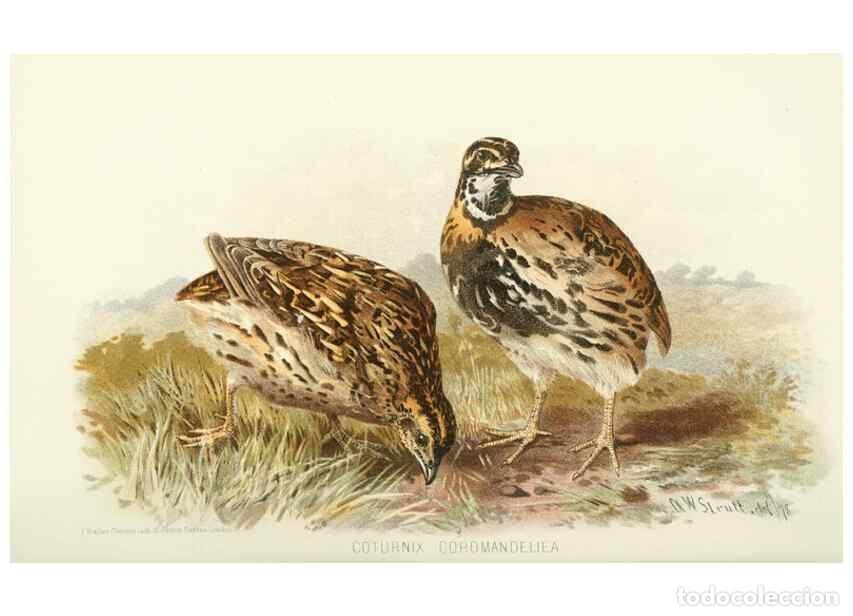 Collezionismo di Riviste e Giornali: Reproducci&oacute;n/Reproduction 49785741446: Indian sporting birds /. London :Francis Edwards,1915.. - Fin