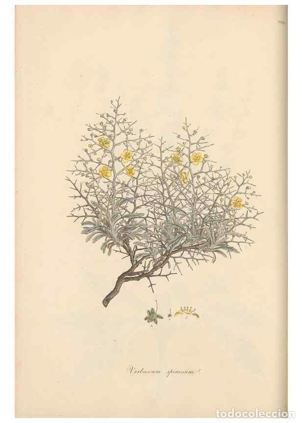 Collezionismo di Riviste e Giornali: Reproducci&oacute;n/Reproduction 49556700848: Flora Graeca, sive, Plantarum rariorum historia, quas in prov