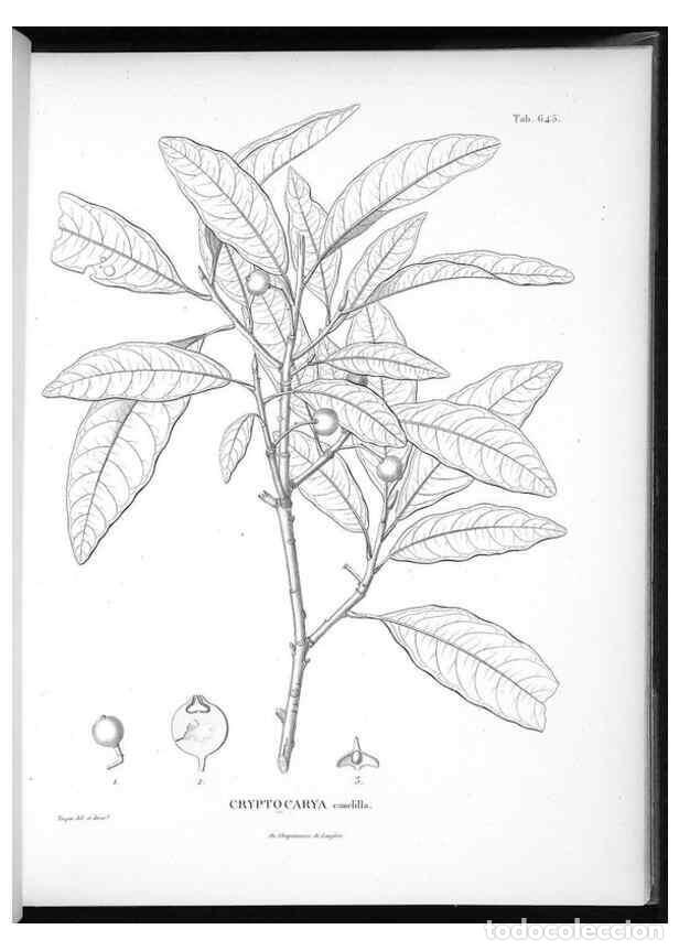 Collezionismo di Riviste e Giornali: Reproducci&oacute;n/Reproduction 49556917672: Nova genera et species plantarum :. Antverpiae :Ex officina C