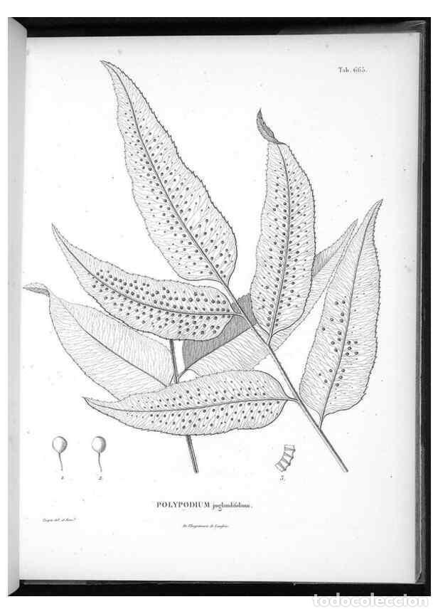 Collezionismo di Riviste e Giornali: Reproducci&oacute;n/Reproduction 49556923387: Nova genera et species plantarum :. Antverpiae :Ex officina C