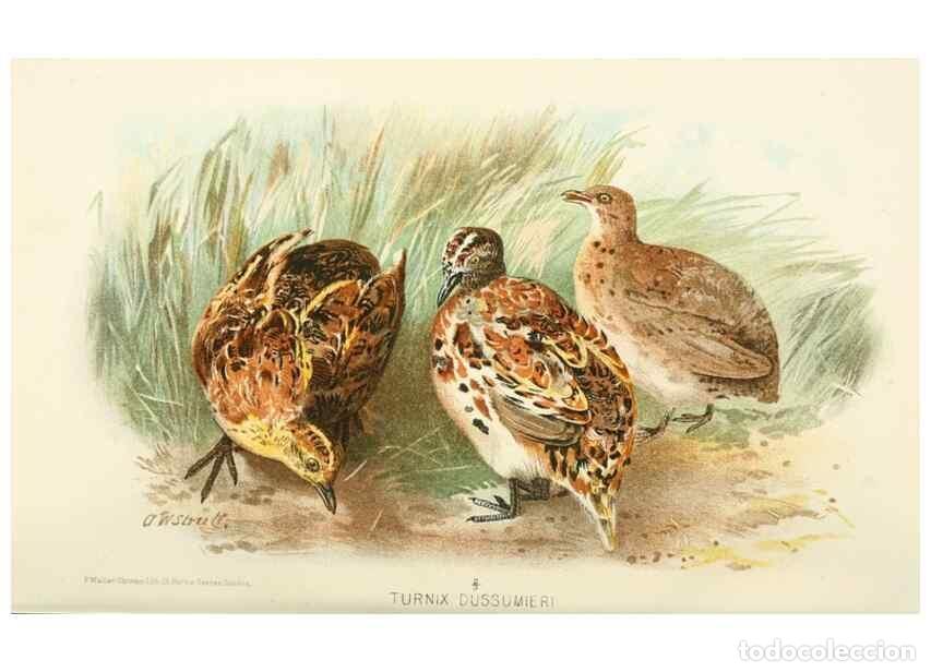 Collezionismo di Riviste e Giornali: Reproducci&oacute;n/Reproduction 49785743866: Indian sporting birds /. London :Francis Edwards,1915.. - Fin