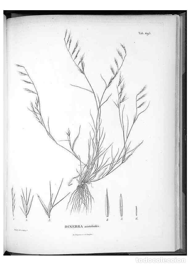 Collezionismo di Riviste e Giornali: Reproducci&oacute;n/Reproduction 49556181433: Nova genera et species plantarum :. Antverpiae :Ex officina C