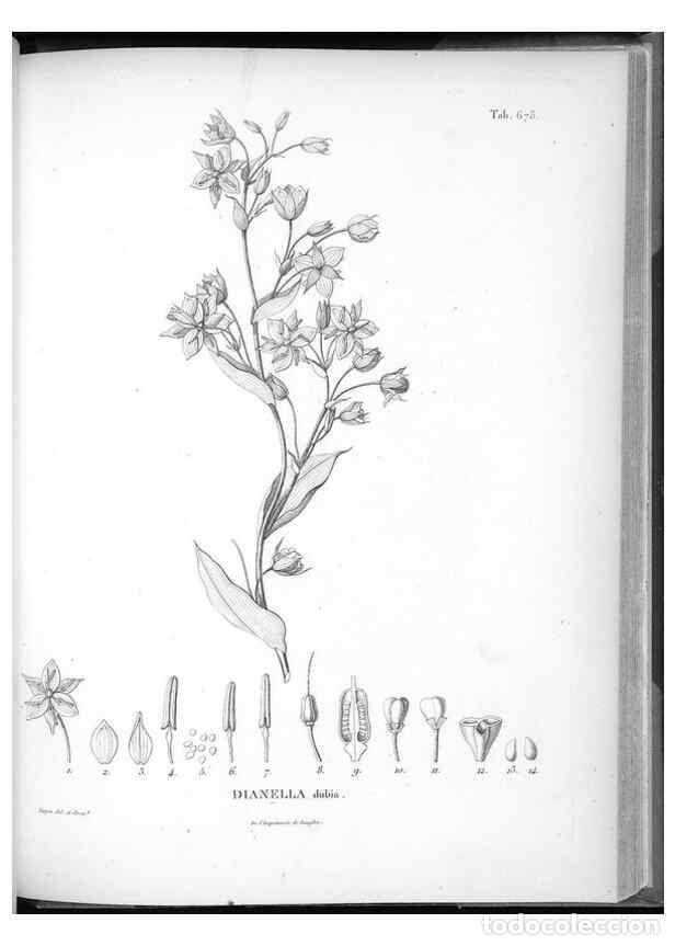 Collectionnisme de Revues et Journaux: Reproducci&oacute;n/Reproduction 49556926567: Nova genera et species plantarum :. Antverpiae :Ex officina C
