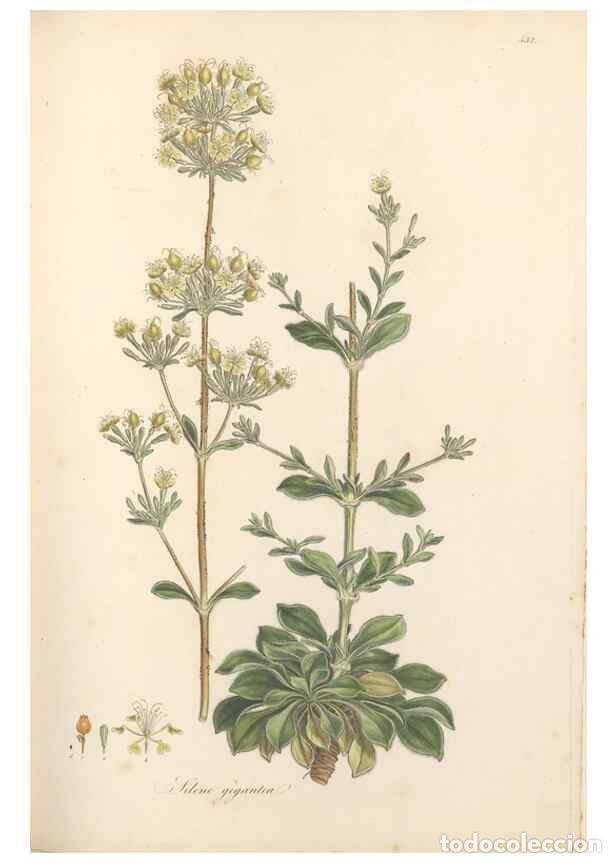 Collectionnisme de Revues et Journaux: Reproducci&oacute;n/Reproduction 49557065043: Flora Graeca, sive, Plantarum rariorum historia, quas in prov