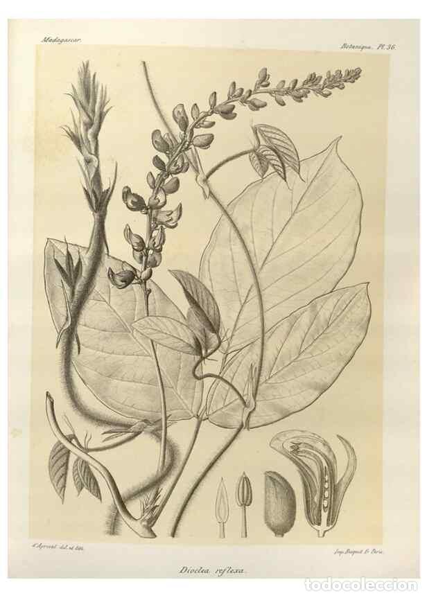 Collectionnisme de Revues et Journaux: Reproducci&oacute;n/Reproduction 49786161767: Histoire physique, naturelle, et politique de Madagascar. Par