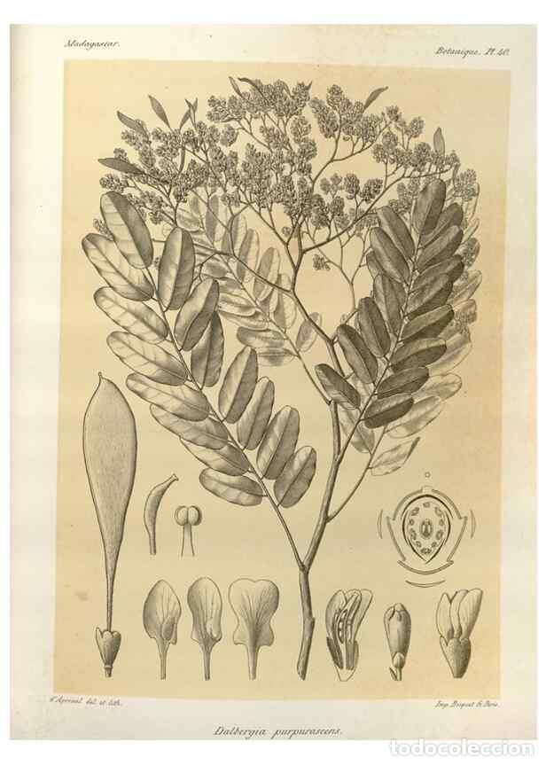 Collectionnisme de Revues et Journaux: Reproducci&oacute;n/Reproduction 49785304138: Histoire physique, naturelle, et politique de Madagascar. Par