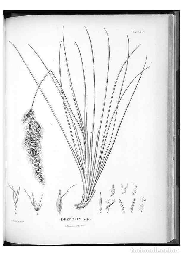 Collectionnisme de Revues et Journaux: Reproducci&oacute;n/Reproduction 49556179288: Nova genera et species plantarum :. Antverpiae :Ex officina C