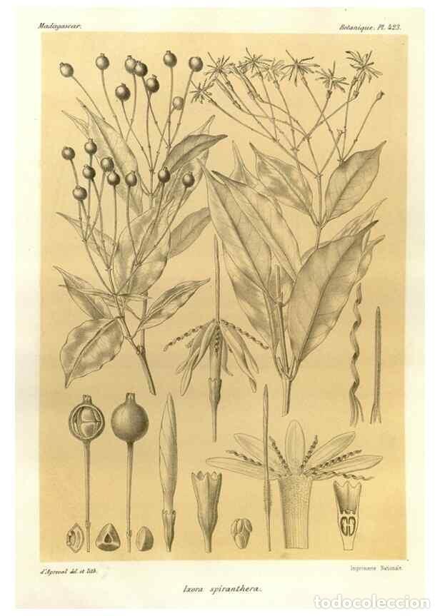 Collectionnisme de Revues et Journaux: Reproducci&oacute;n/Reproduction 49786107096: Histoire physique, naturelle, et politique de Madagascar. Par