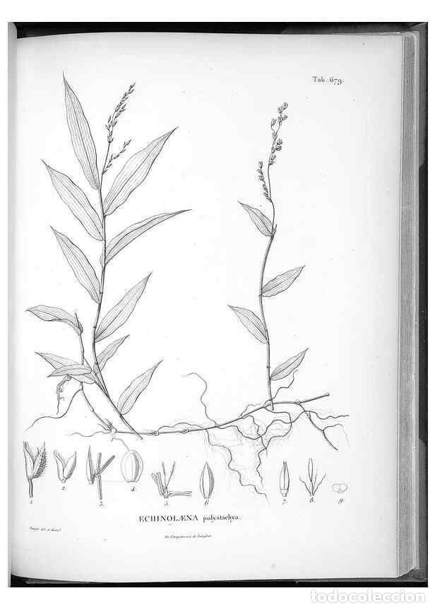 Collectionnisme de Revues et Journaux: Reproducci&oacute;n/Reproduction 49556193168: Nova genera et species plantarum :. Antverpiae :Ex officina C