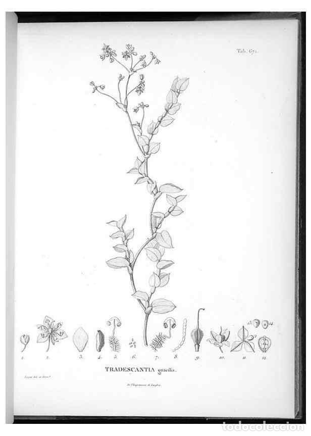 Collectionnisme de Revues et Journaux: Reproducci&oacute;n/Reproduction 49556910887: Nova genera et species plantarum :. Antverpiae :Ex officina C
