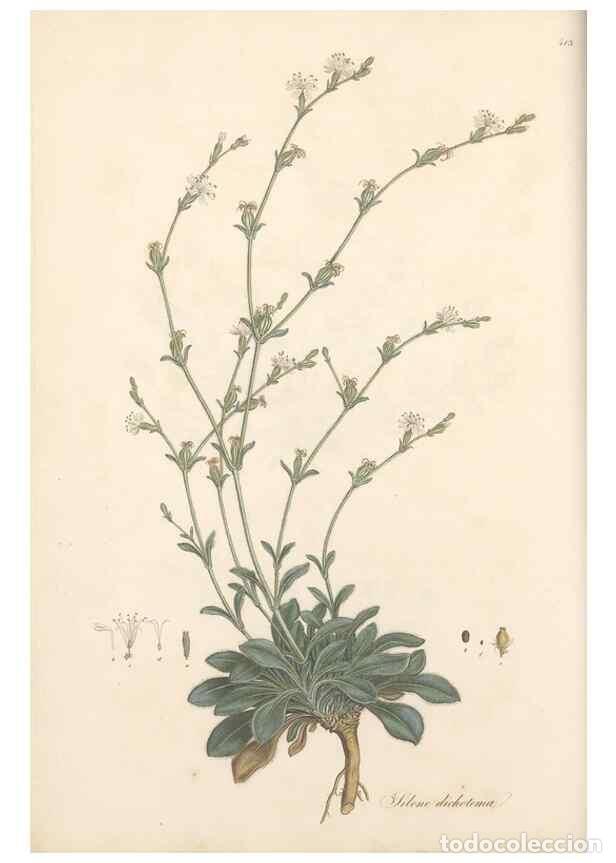 Collectionnisme de Revues et Journaux: Reproducci&oacute;n/Reproduction 49557792377: Flora Graeca, sive, Plantarum rariorum historia, quas in prov