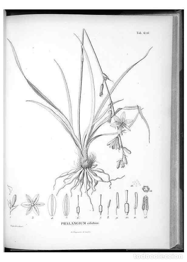 Collectionnisme de Revues et Journaux: Reproducci&oacute;n/Reproduction 49556911752: Nova genera et species plantarum :. Antverpiae :Ex officina C