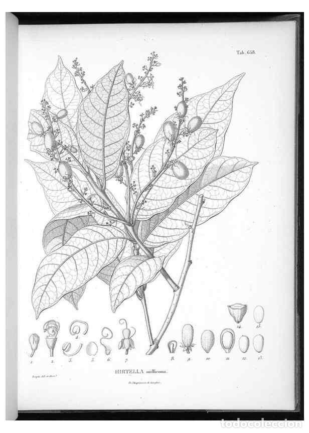 Collectionnisme de Revues et Journaux: Reproducci&oacute;n/Reproduction 49556683231: Nova genera et species plantarum :. Antverpiae :Ex officina C